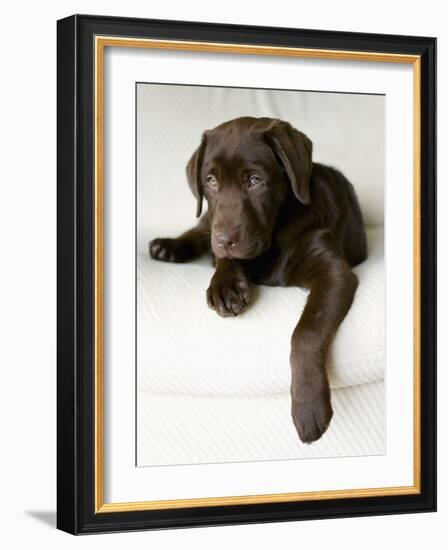 Chocolate Lab Puppy-Jim Craigmyle-Framed Photographic Print