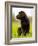 Chocolate Lab Puppy-Jim Craigmyle-Framed Photographic Print