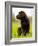 Chocolate Lab Puppy-Jim Craigmyle-Framed Photographic Print