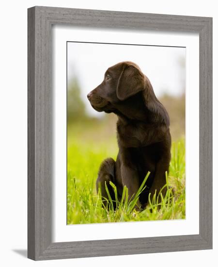 Chocolate Lab Puppy-Jim Craigmyle-Framed Photographic Print