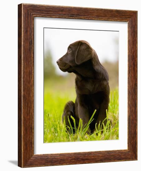 Chocolate Lab Puppy-Jim Craigmyle-Framed Photographic Print