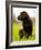 Chocolate Lab Puppy-Jim Craigmyle-Framed Photographic Print