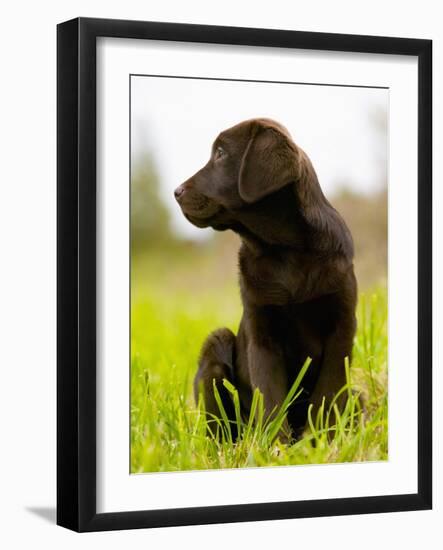 Chocolate Lab Puppy-Jim Craigmyle-Framed Photographic Print