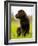 Chocolate Lab Puppy-Jim Craigmyle-Framed Photographic Print