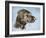 Chocolate Lab-Rusty Frentner-Framed Giclee Print