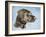 Chocolate Lab-Rusty Frentner-Framed Giclee Print