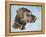 Chocolate Lab-Rusty Frentner-Framed Premier Image Canvas