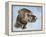 Chocolate Lab-Rusty Frentner-Framed Premier Image Canvas