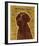 Chocolate Labradoodle-John Golden-Framed Giclee Print