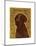 Chocolate Labradoodle-John W^ Golden-Mounted Art Print