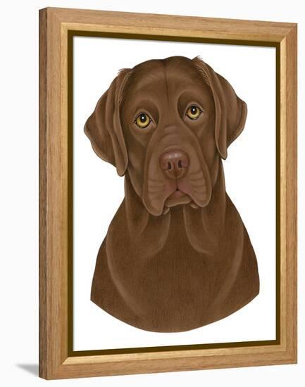 Chocolate Labrador Portrait-Tomoyo Pitcher-Framed Premier Image Canvas