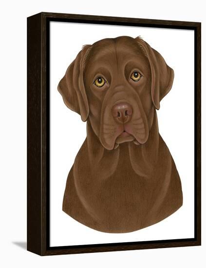 Chocolate Labrador Portrait-Tomoyo Pitcher-Framed Premier Image Canvas