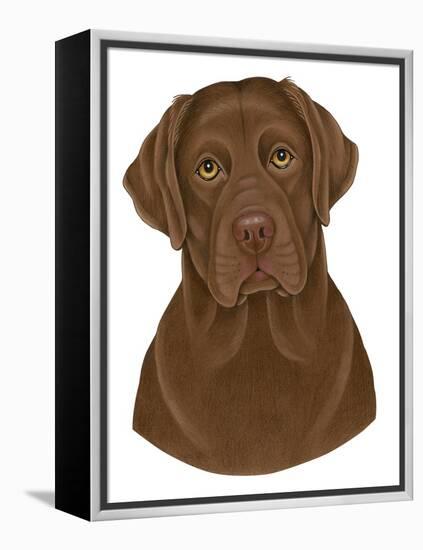 Chocolate Labrador Portrait-Tomoyo Pitcher-Framed Premier Image Canvas