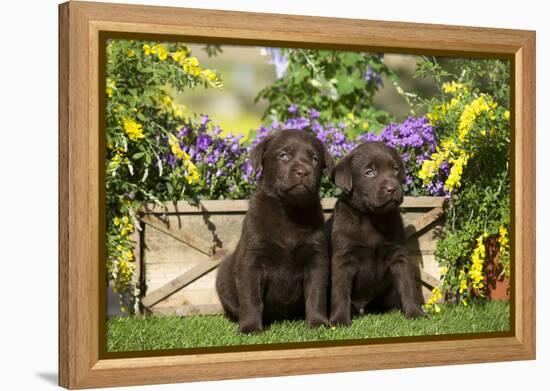 Chocolate Labrador Puppies-null-Framed Premier Image Canvas