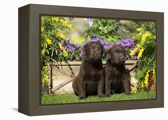 Chocolate Labrador Puppies-null-Framed Premier Image Canvas