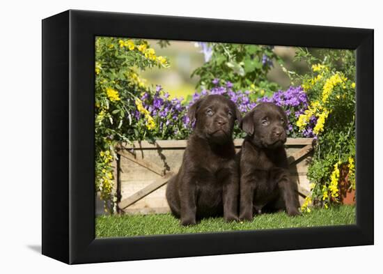 Chocolate Labrador Puppies-null-Framed Premier Image Canvas