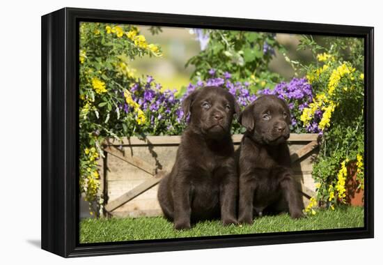 Chocolate Labrador Puppies-null-Framed Premier Image Canvas