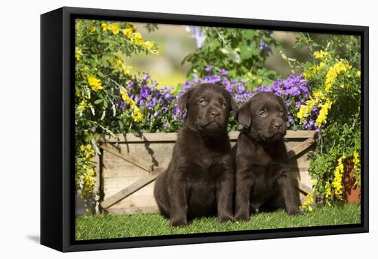 Chocolate Labrador Puppies-null-Framed Premier Image Canvas