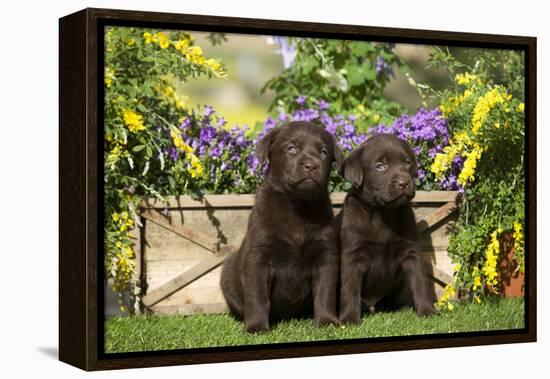 Chocolate Labrador Puppies-null-Framed Premier Image Canvas