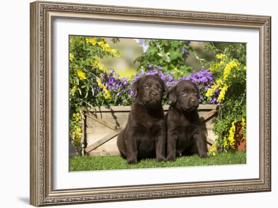 Chocolate Labrador Puppies-null-Framed Photographic Print