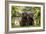 Chocolate Labrador Puppies-null-Framed Photographic Print