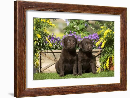 Chocolate Labrador Puppies-null-Framed Photographic Print