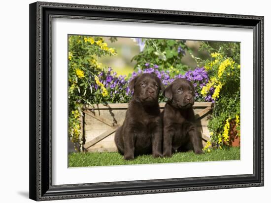 Chocolate Labrador Puppies-null-Framed Photographic Print