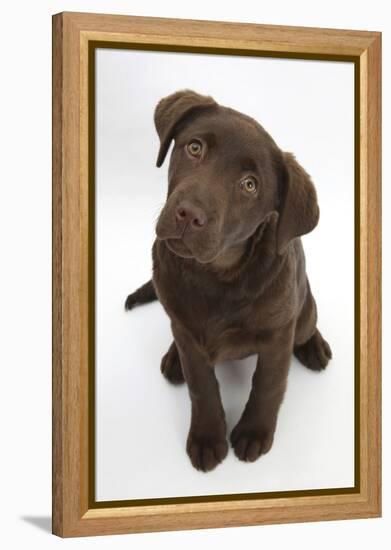 Chocolate Labrador Puppy, 3 Months, Looking Up into the Camera-Mark Taylor-Framed Premier Image Canvas