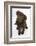 Chocolate Labrador Puppy, 3 Months, Looking Up into the Camera-Mark Taylor-Framed Photographic Print