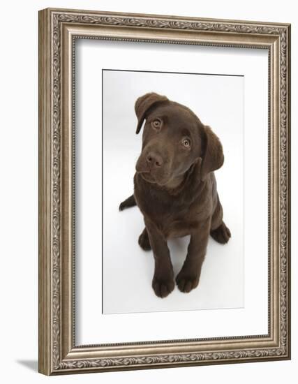 Chocolate Labrador Puppy, 3 Months, Looking Up into the Camera-Mark Taylor-Framed Photographic Print