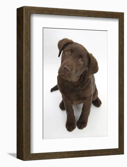 Chocolate Labrador Puppy, 3 Months, Looking Up into the Camera-Mark Taylor-Framed Photographic Print