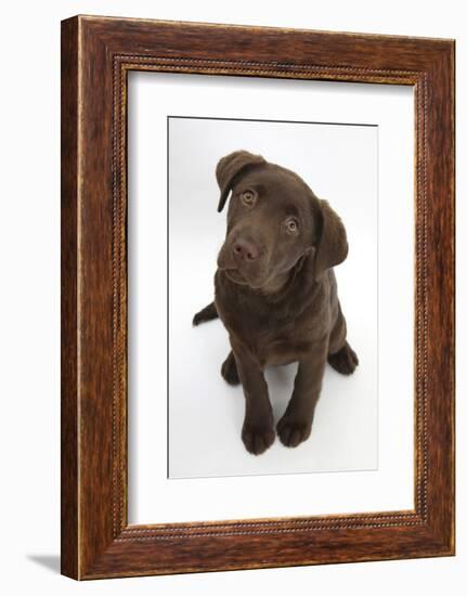 Chocolate Labrador Puppy, 3 Months, Looking Up into the Camera-Mark Taylor-Framed Photographic Print