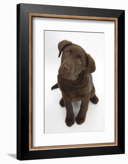 Chocolate Labrador Puppy, 3 Months, Looking Up into the Camera-Mark Taylor-Framed Photographic Print