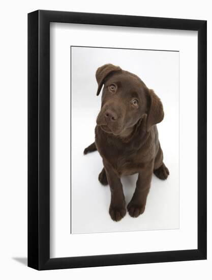 Chocolate Labrador Puppy, 3 Months, Looking Up into the Camera-Mark Taylor-Framed Photographic Print