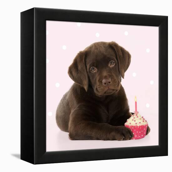 Chocolate Labrador Puppy Laying Down with Cup Cake-null-Framed Premier Image Canvas