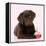 Chocolate Labrador Puppy Laying Down with Cup Cake-null-Framed Premier Image Canvas