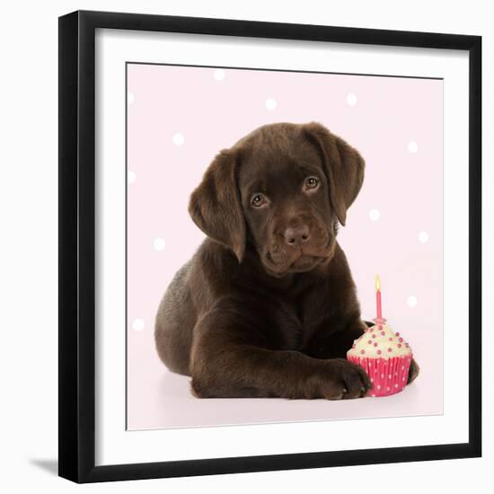 Chocolate Labrador Puppy Laying Down with Cup Cake-null-Framed Photographic Print