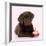 Chocolate Labrador Puppy Laying Down with Cup Cake-null-Framed Photographic Print