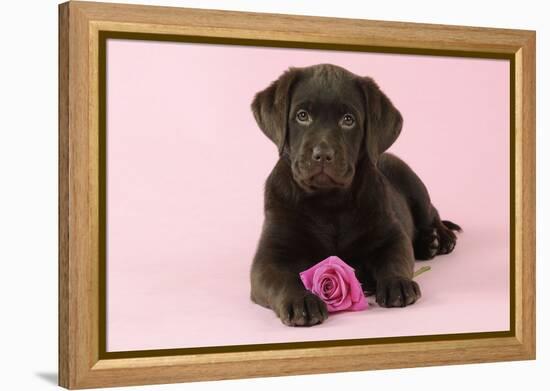 Chocolate Labrador Puppy Lying Down with Rose-null-Framed Premier Image Canvas