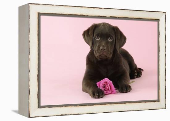 Chocolate Labrador Puppy Lying Down with Rose-null-Framed Premier Image Canvas