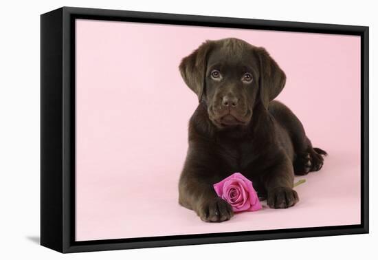 Chocolate Labrador Puppy Lying Down with Rose-null-Framed Premier Image Canvas