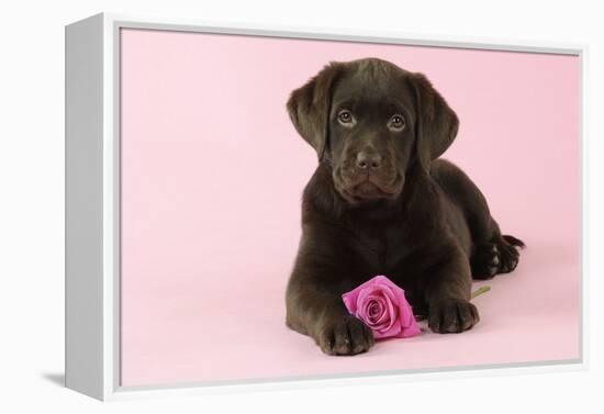 Chocolate Labrador Puppy Lying Down with Rose-null-Framed Premier Image Canvas