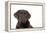 Chocolate Labrador Puppy-null-Framed Premier Image Canvas