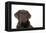 Chocolate Labrador Puppy-null-Framed Premier Image Canvas