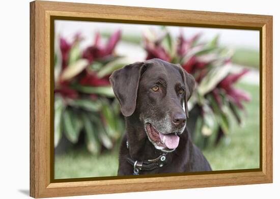 Chocolate Labrador Retriever 04-Bob Langrish-Framed Premier Image Canvas