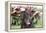 Chocolate Labrador Retriever 04-Bob Langrish-Framed Premier Image Canvas