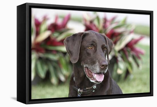 Chocolate Labrador Retriever 04-Bob Langrish-Framed Premier Image Canvas