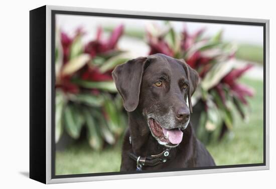 Chocolate Labrador Retriever 04-Bob Langrish-Framed Premier Image Canvas