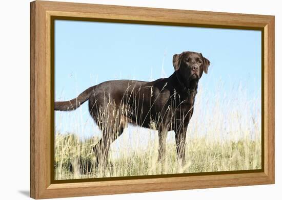 Chocolate Labrador Retriever 35-Bob Langrish-Framed Premier Image Canvas