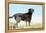 Chocolate Labrador Retriever 35-Bob Langrish-Framed Premier Image Canvas